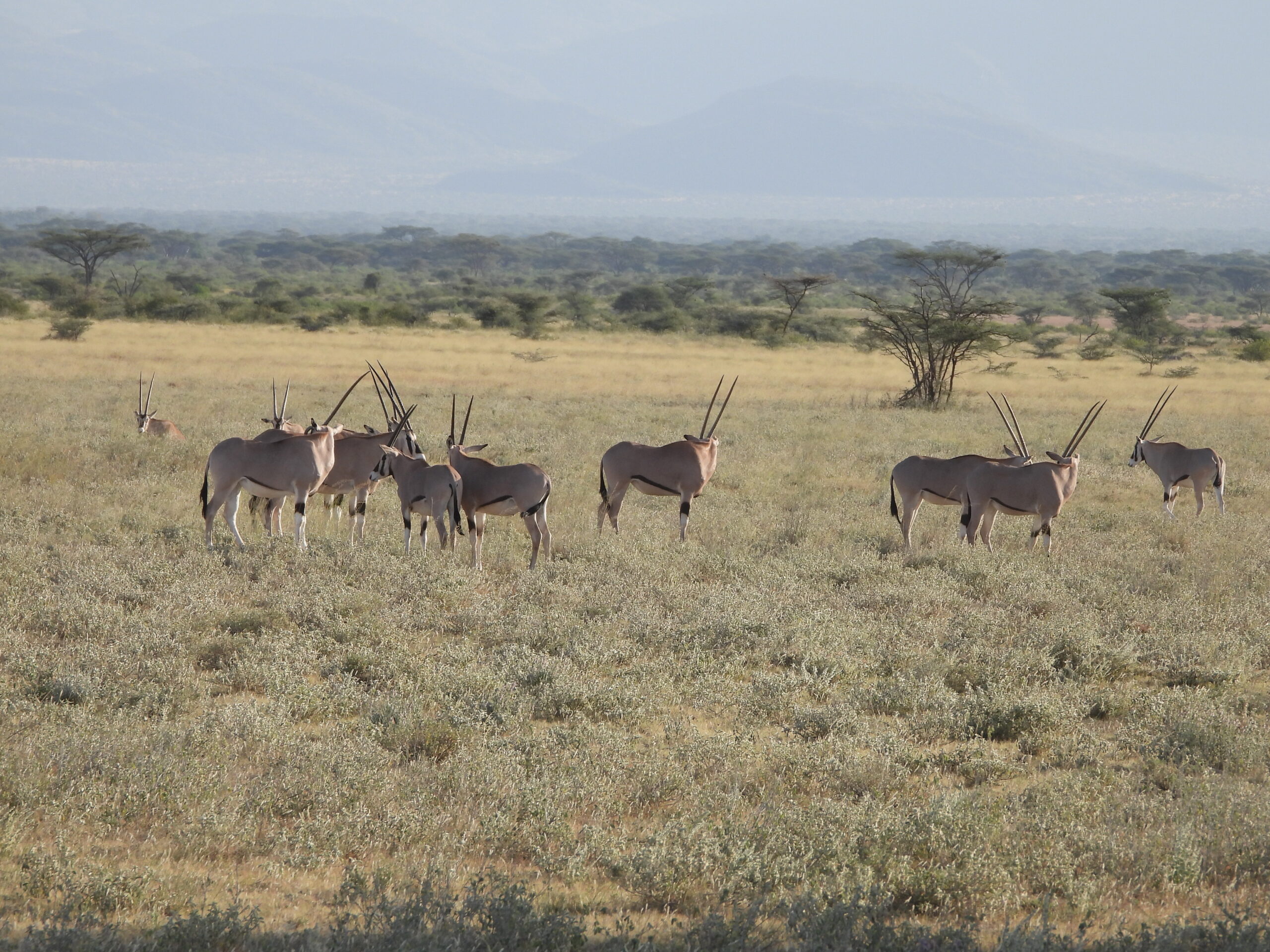 13 Days Kenya Wildlife Safari 13 Days Kenya Wildlife Safari