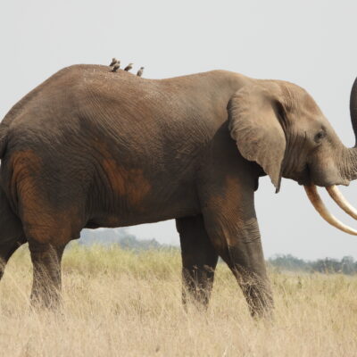 3 Days Amboseli National Park Safari