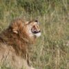 4 Days Maasai Mara Safari A roaring lion in Maasai Mara National Reserve, one of the Big Five highlights of the 4 Days Maasai Mara Safari with Ahambi Tours.