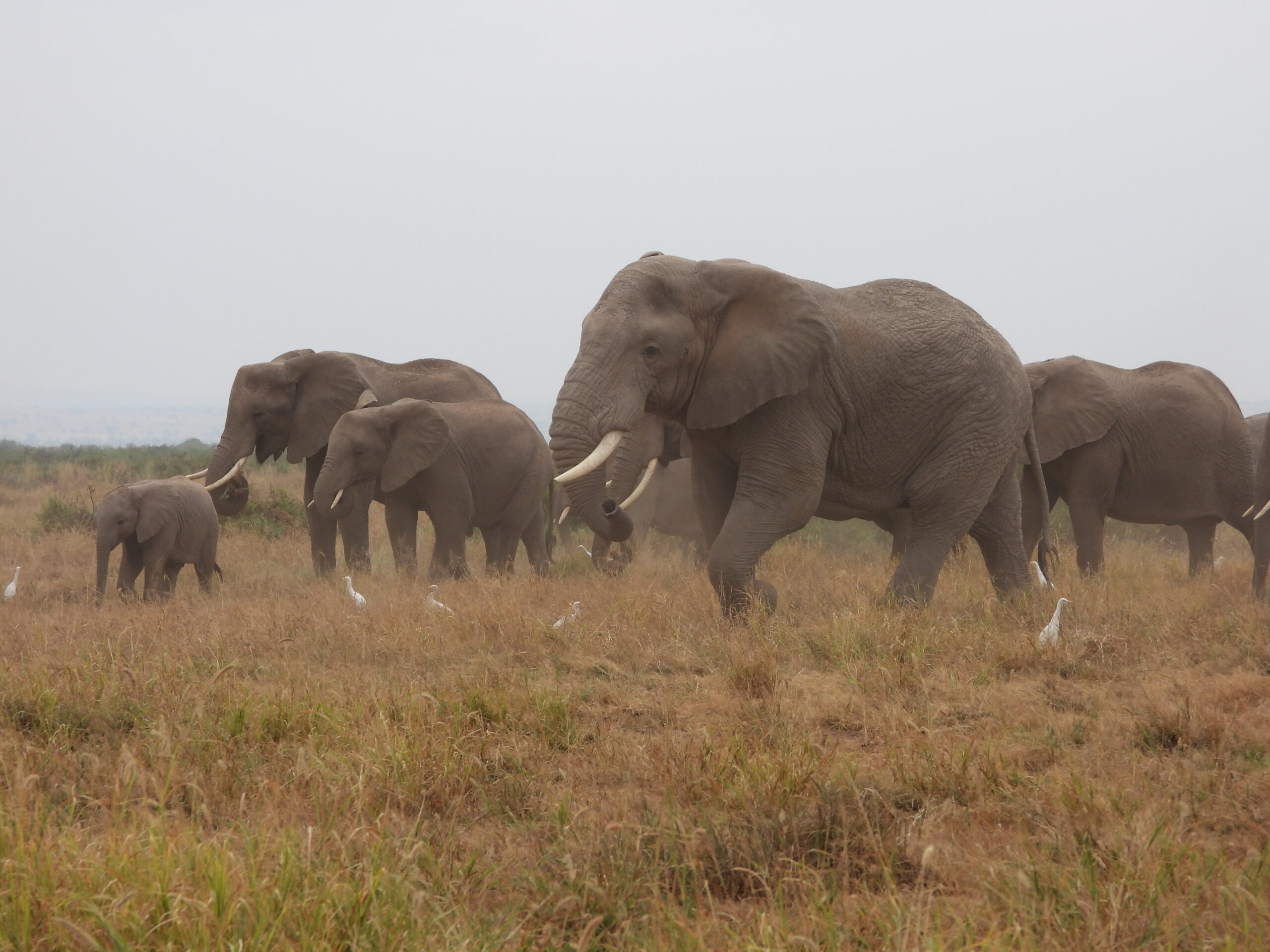 6 Days Kenya Wildlife Safari 6 Days Kenya Wildlife Safari