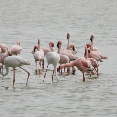 7 Days Kenya Luxury Safari