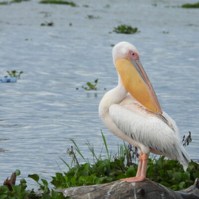 9 Days Kenya Luxury Safari