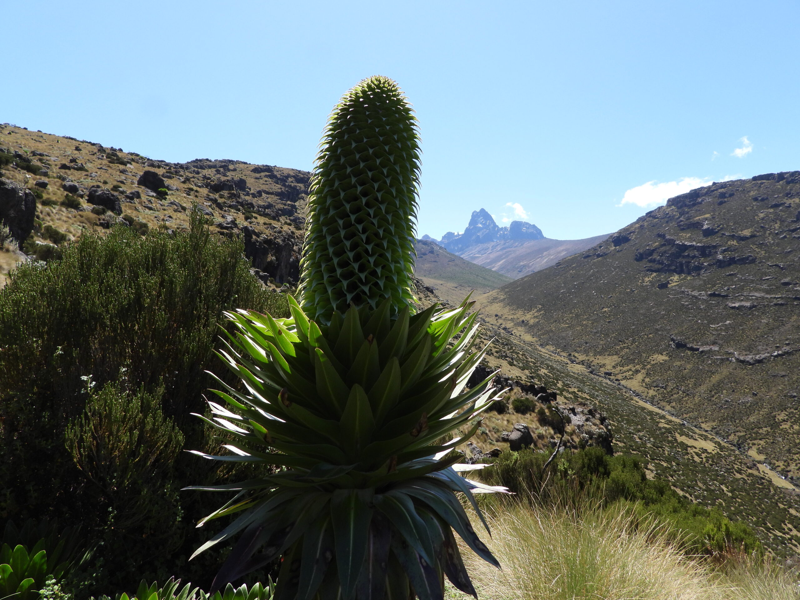 Close-up of a giant lobelia plant in the Afro-alpine zone of Mount Kenya, with Batian and Nelion peaks visible in the background under a clear blue sky Close-up of a giant lobelia plant in the Afro-alpine zone of Mount Kenya, with Batian and Nelion peaks visible in the background under a clear blue sky