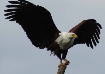 East Africa Wild Life