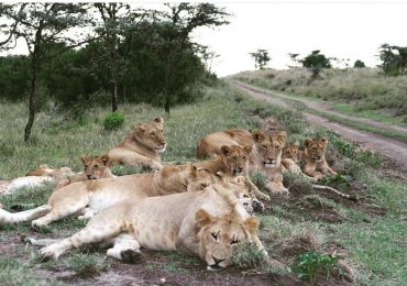 Kenya Wildlife