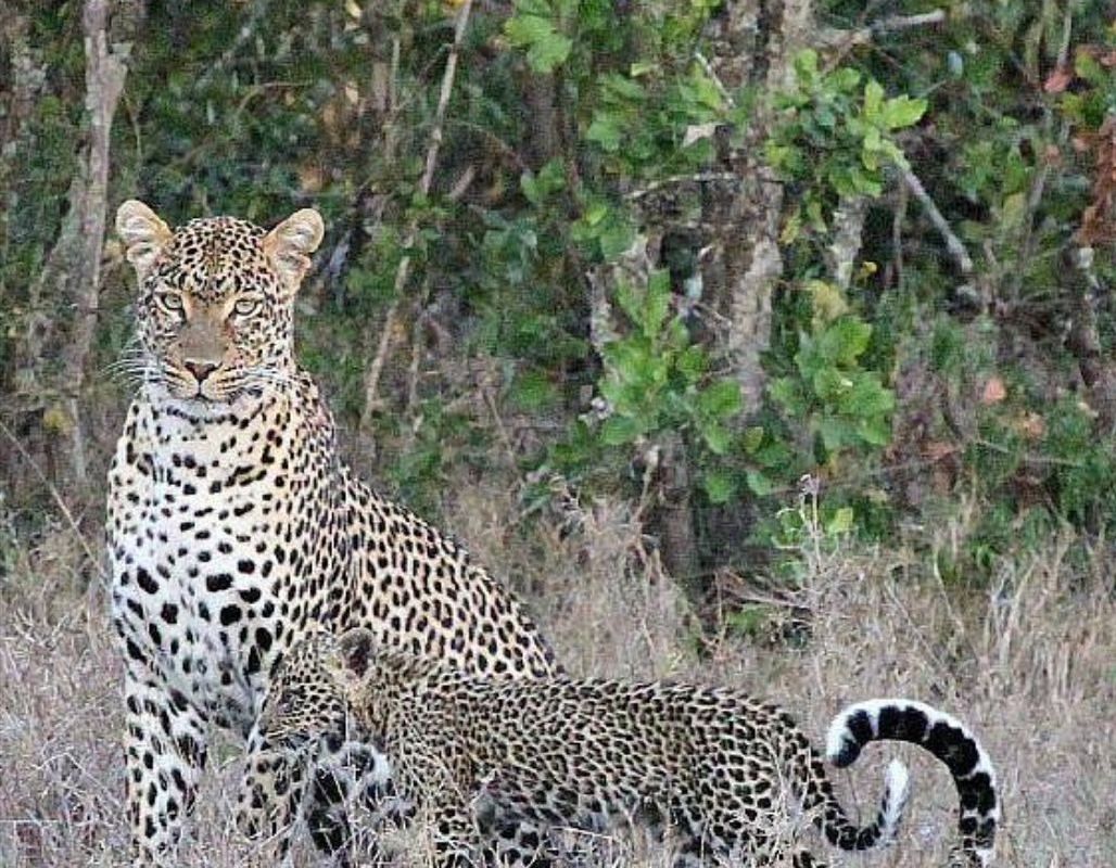 East Africa Wild Life East Africa Wild Life