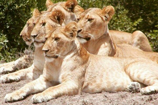 East Africa Wild Life East Africa Wild Life