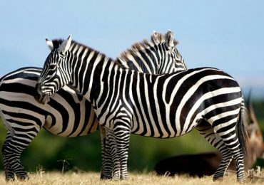 East Africa Wild Life