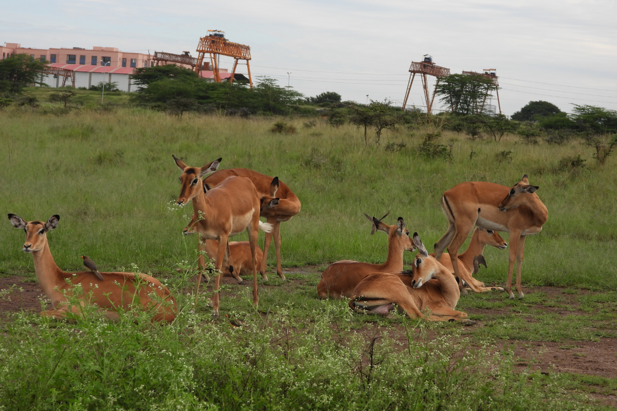 Nairobi National Park Day Trip Nairobi National Park Day Trip