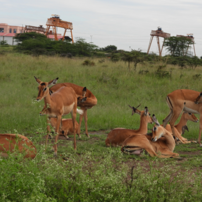 Nairobi National Park Day Trip