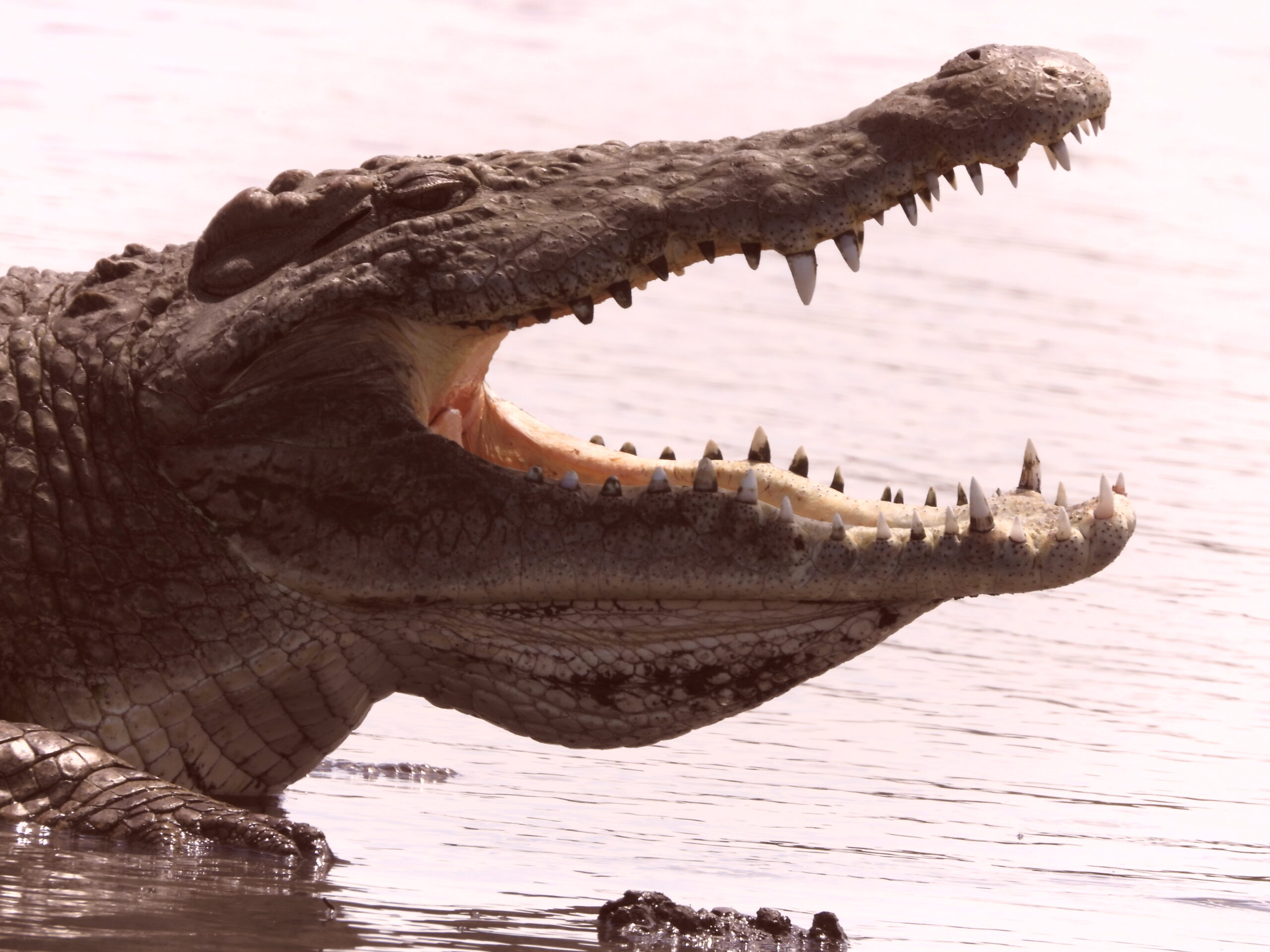 Nile Crocodile – Africa’s Ancient Predator- Ahambi Tours Nile Crocodile – Africa’s Ancient Predator- Ahambi Tours