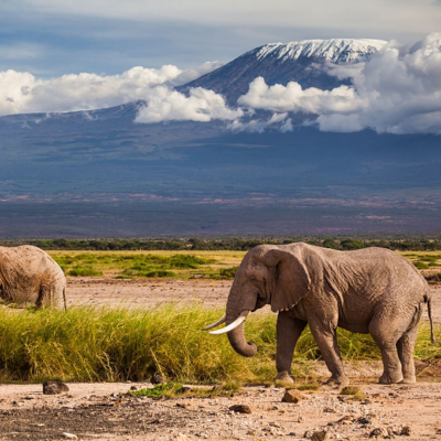 10 Days Tanzania Safari & Zanzibar Beach Adventure