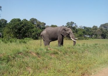 Kenya Wildlife Safari