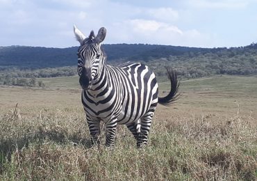 Kenya Wildlife Safari