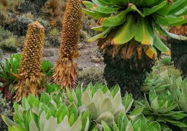 Mount Kenya Vegetation