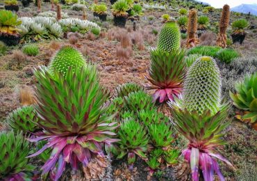 Mount Kenya Vegetation