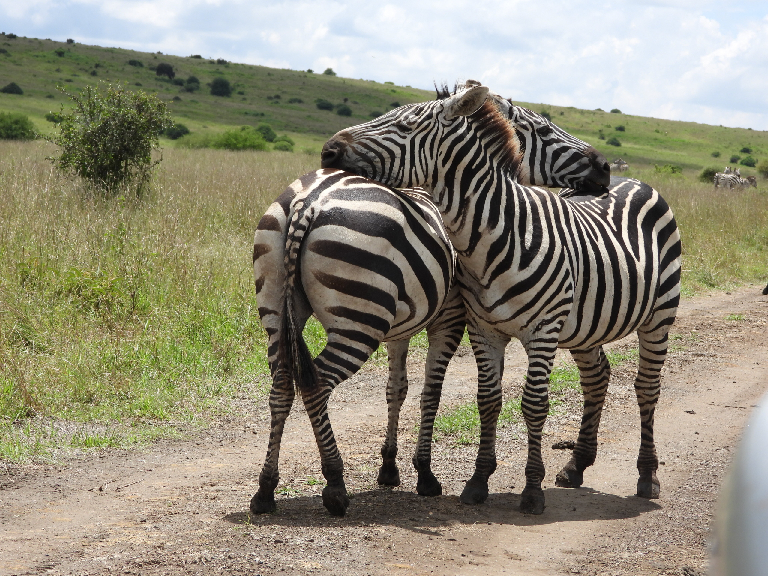 Nairobi National Park Safari