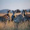Tanzania Wildlife Safaris 2 Tanzania Wildlife Safaris 2
