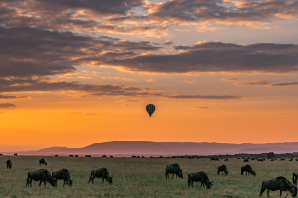 Top 5 National Parks and Reserves in Kenya for Safari Enthusiasts