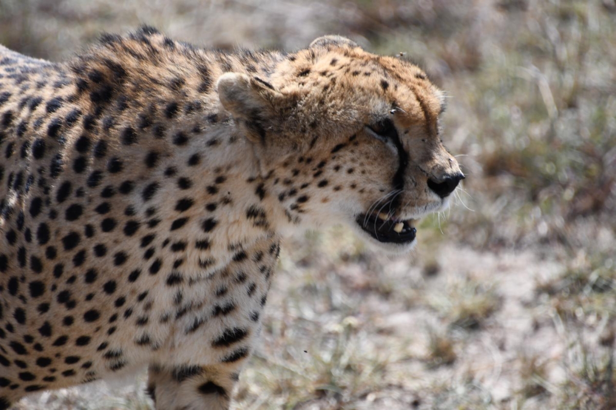 Best Time to Visit Kenya for a Wildlife Safari Best Time to Visit Kenya for a Wildlife Safari