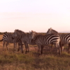 Kenya Luxury Safaris Kenya Luxury Safaris