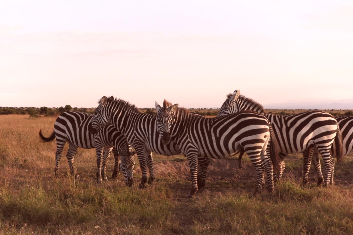 Kenya Luxury Safaris Kenya Luxury Safaris