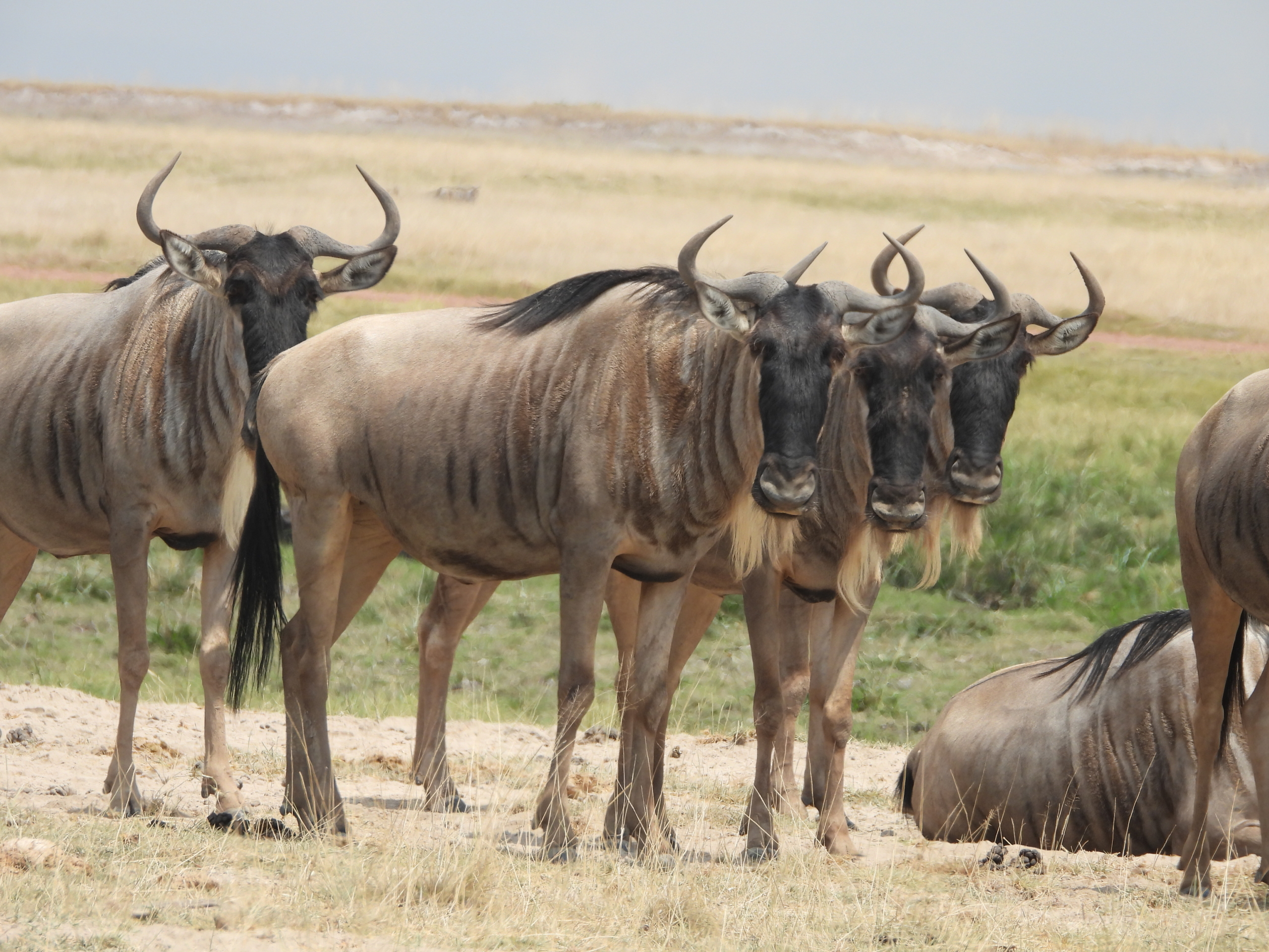 Wildebeest Migration Safari in Kenya