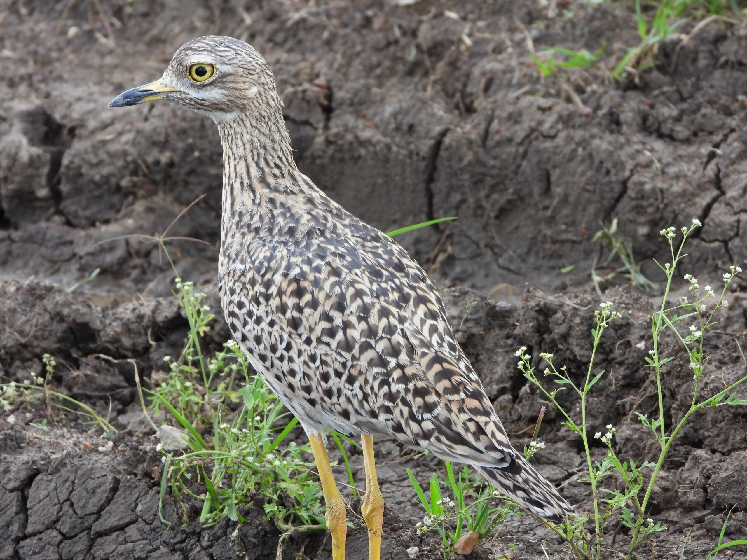 Birdwatching Safaris in Kenya