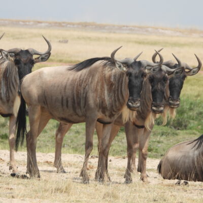 Maasai Mara