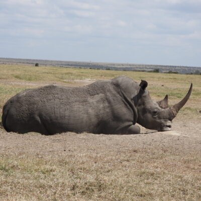 Ol Pejeta Conservancy