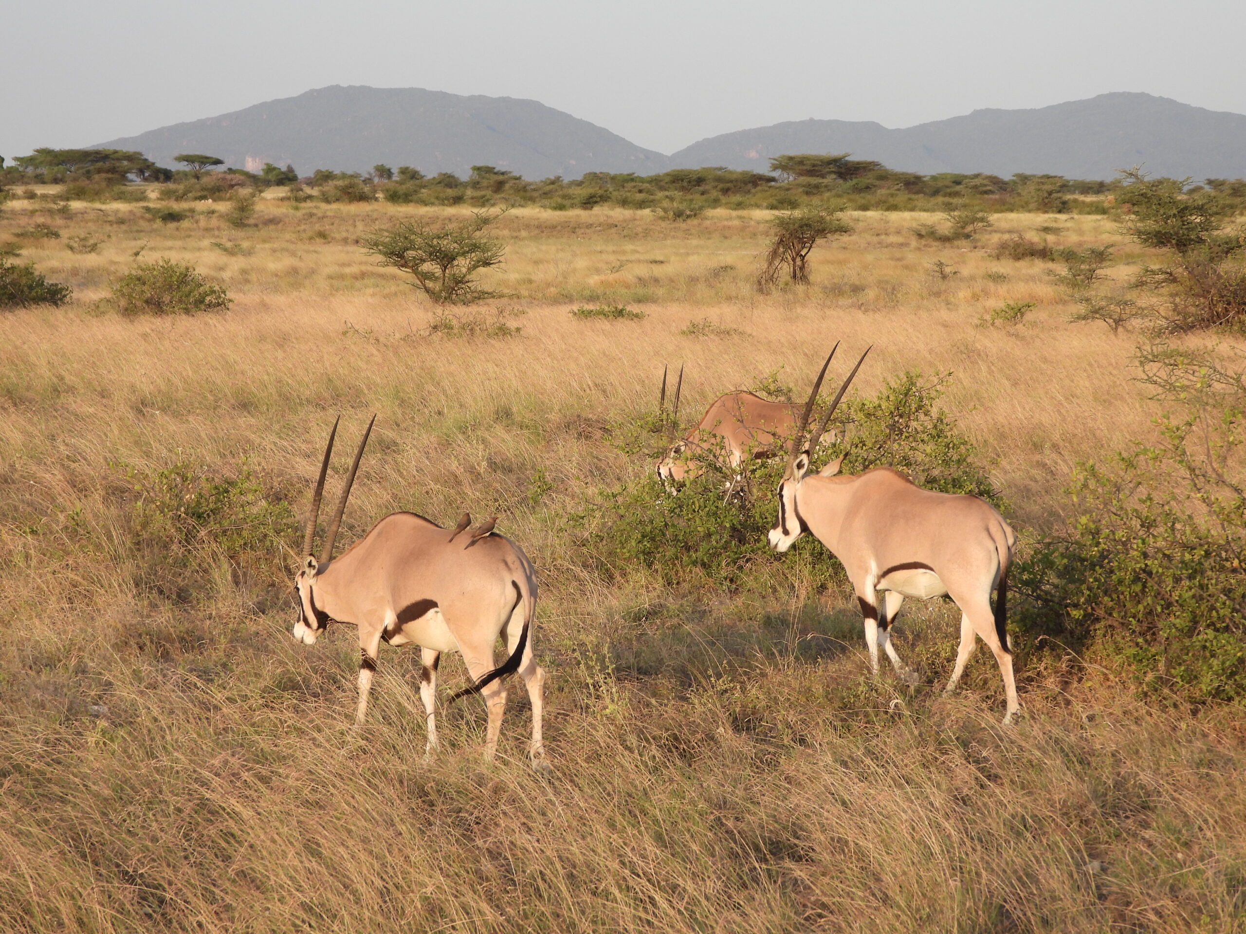 Samburu National Reserve Samburu National Reserve
