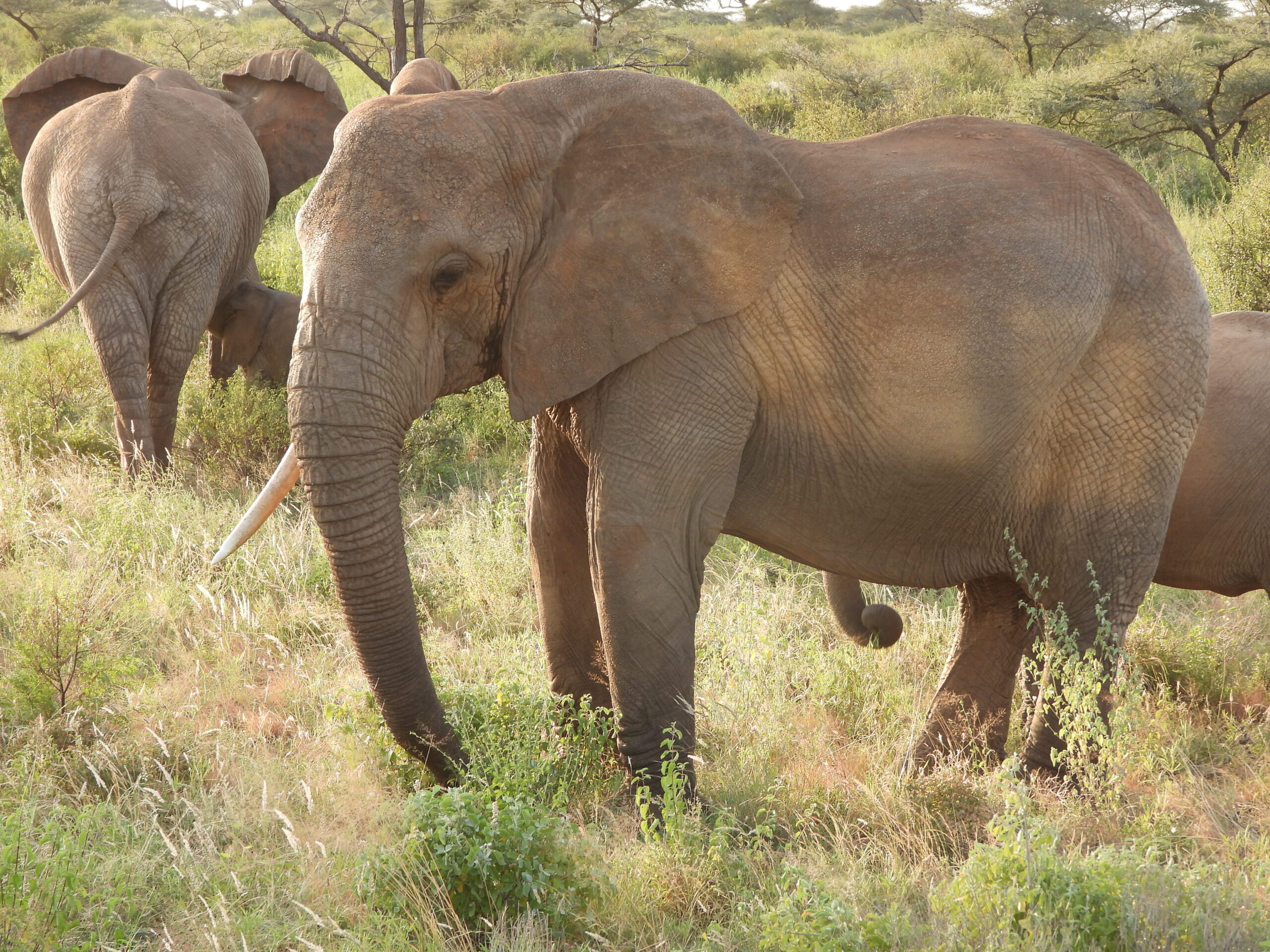 The Elephants of Samburu The Elephants of Samburu