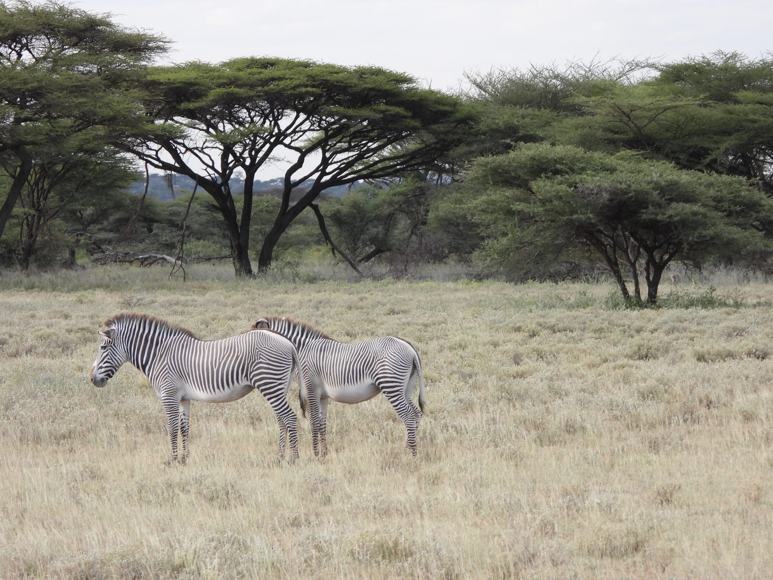 The Grevy’s Zebra The Grevy’s Zebra