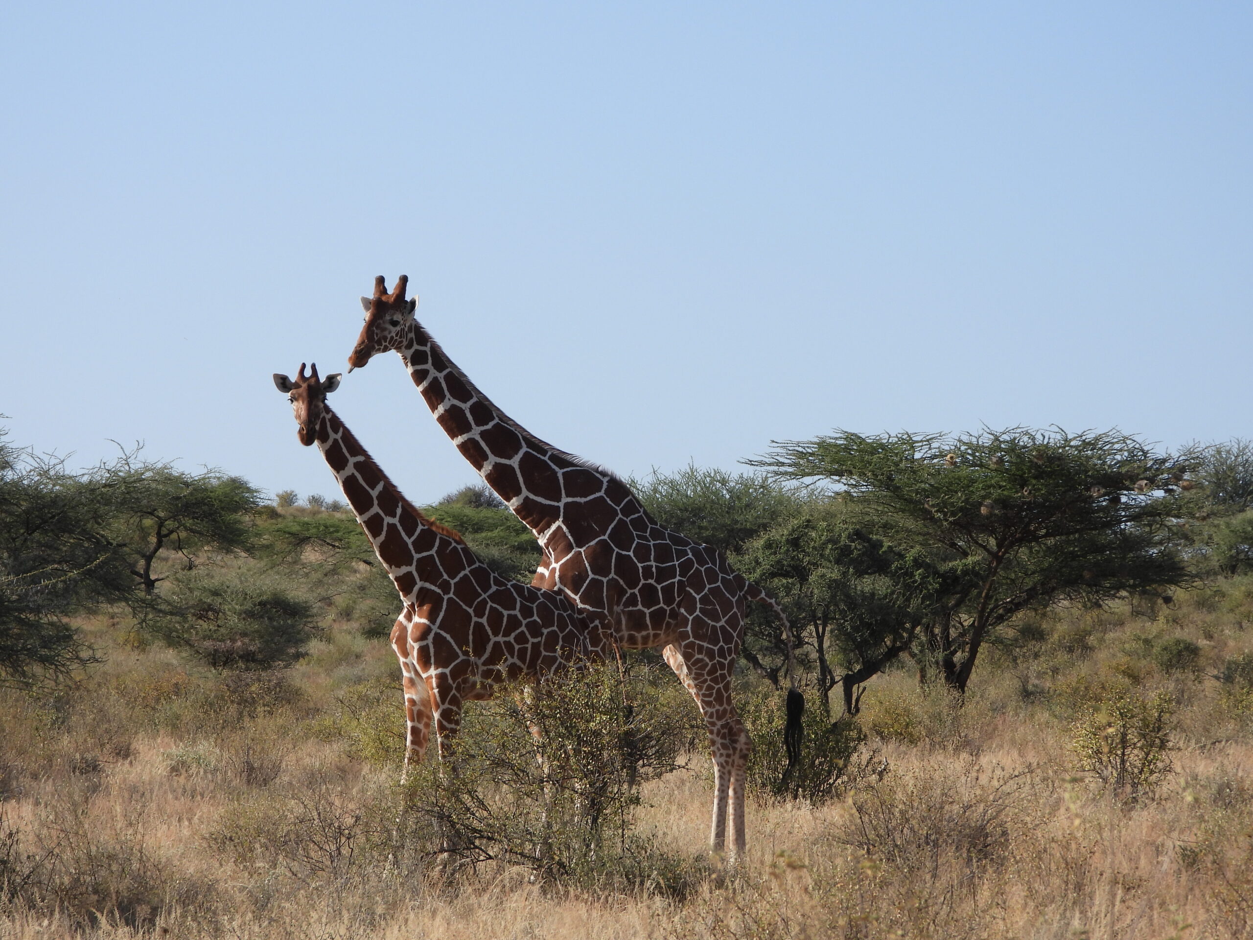 The Reticulated Giraffe The Reticulated Giraffe