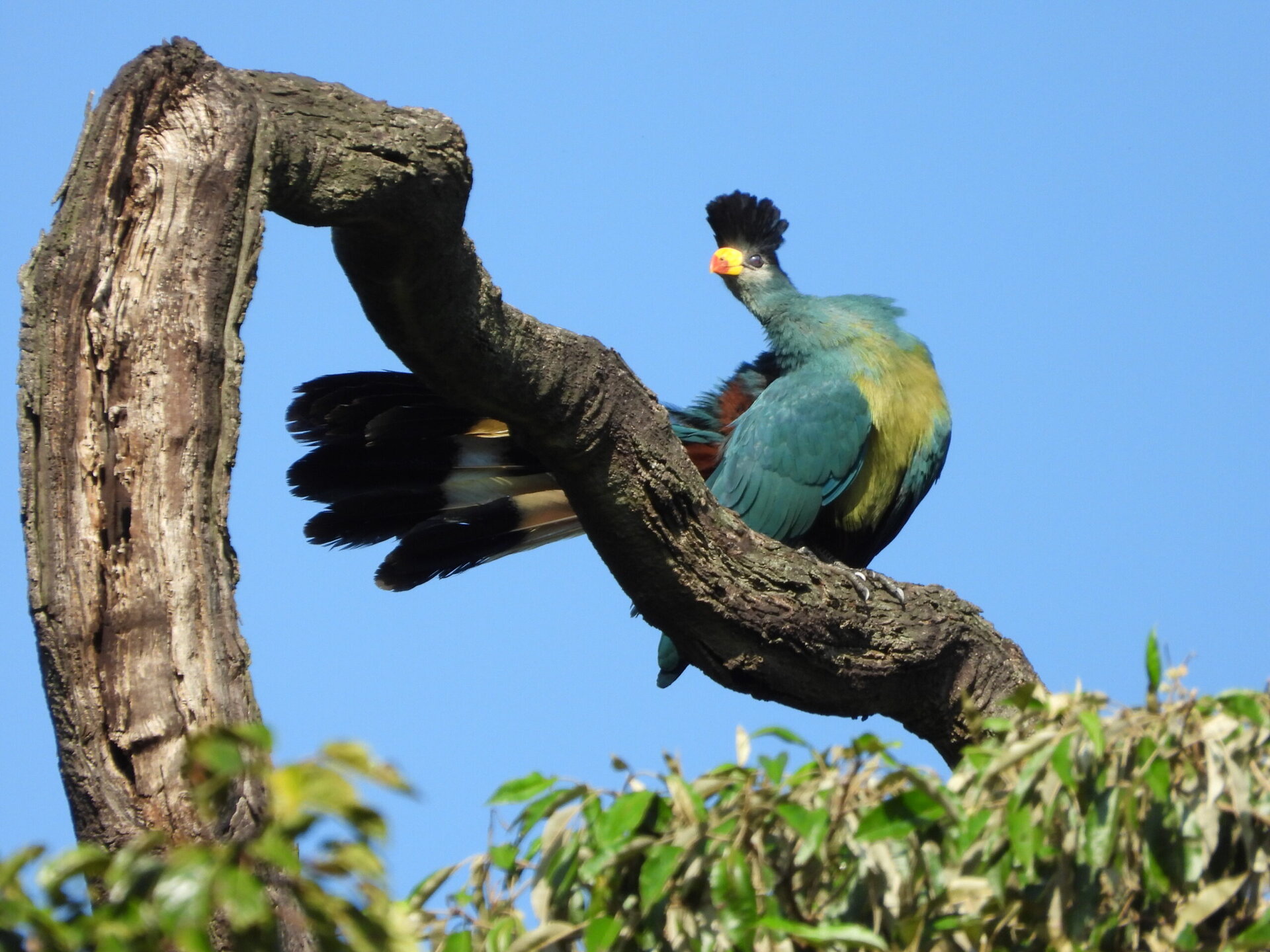 Great blue turaco bird resting on a branch inside Kakamega Forest National Reserve tropical rainforest, Kenya