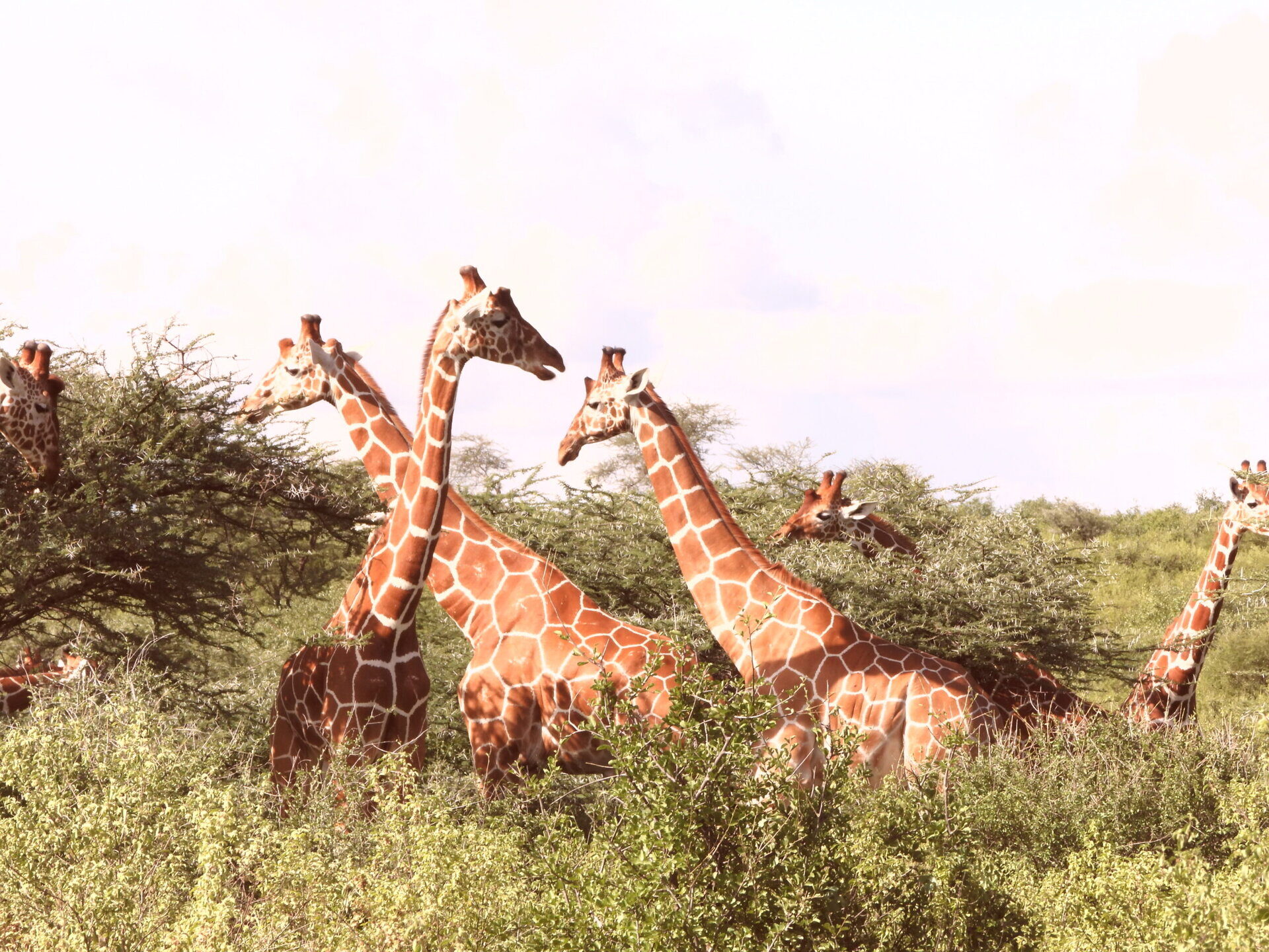 Reticulated giraffe feeding in Samburu National Reserve Kenya – Samburu Special Five