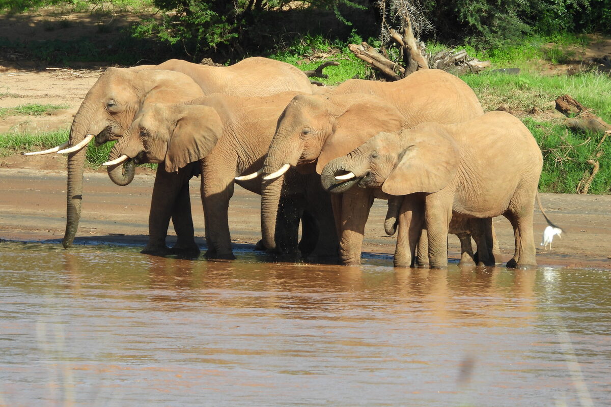 3-Day Samburu Safari — Elephant Family, Ewaso Nyiro River, Samburu 3-Day Samburu Safari — Elephant Family, Ewaso Nyiro River, Samburu