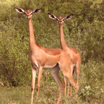 Two Gerenuk antelopes standing alert in Samburu National Reserve — one of the Samburu Special Five