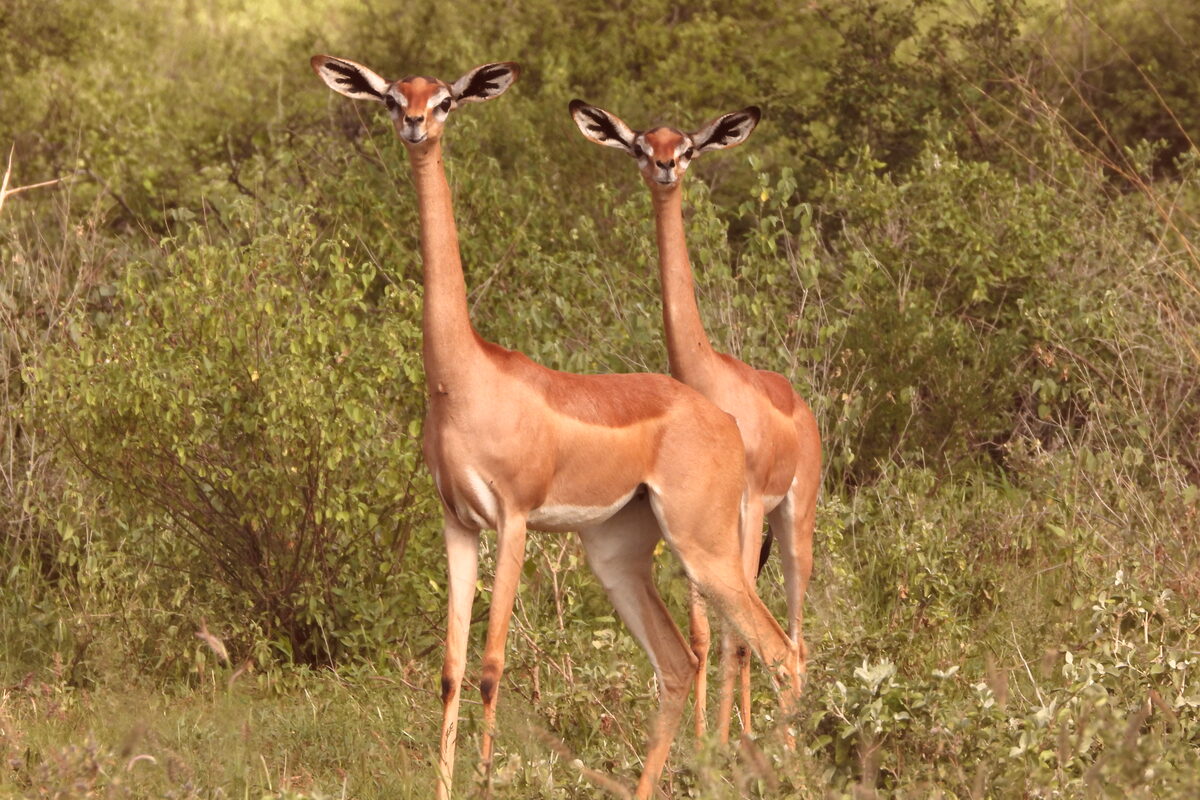 3-Day Samburu Safari — Gerenuk Pair, Samburu National Reserve Two Gerenuk antelopes standing alert in Samburu National Reserve — one of the Samburu Special Five