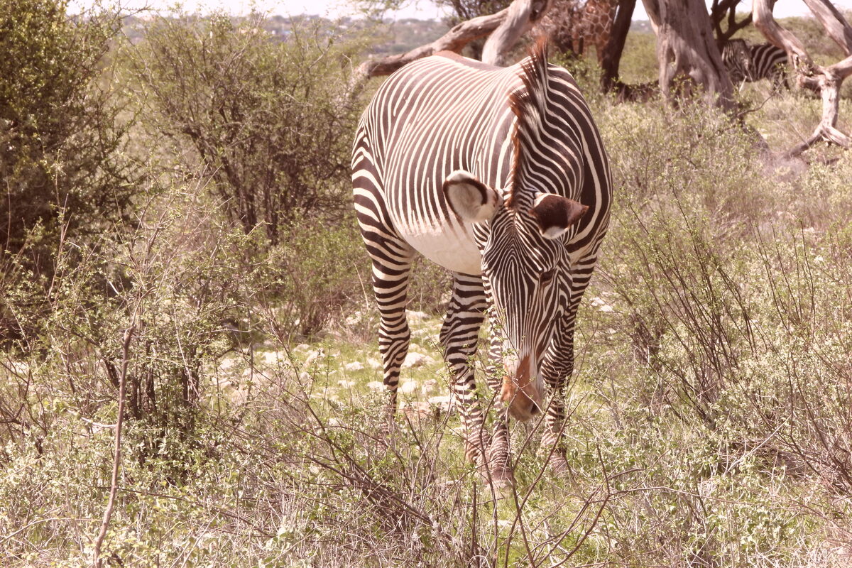 3-Day Samburu Safari — Grevy’s Zebra, Samburu National Reserve 3-Day Samburu Safari — Grevy’s Zebra, Samburu National Reserve