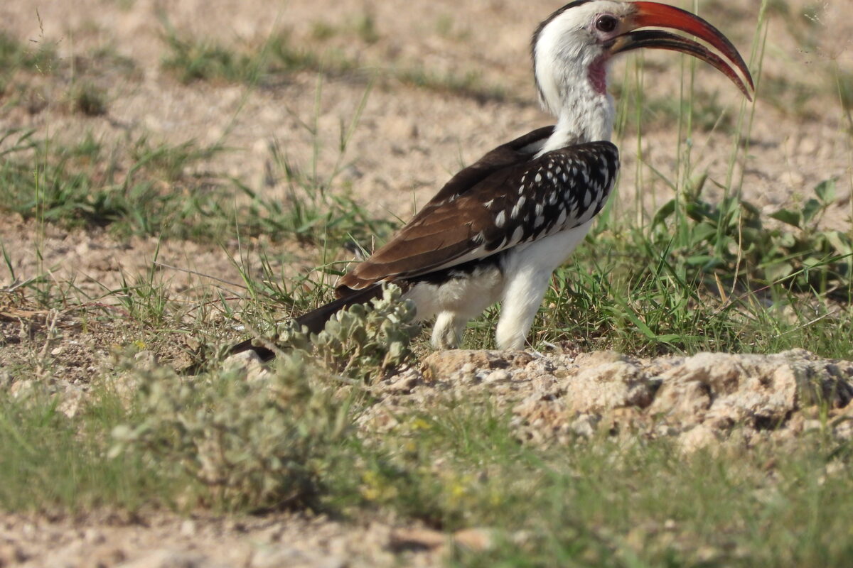 3-Day Samburu Safari — Red-billed Hornbill, Samburu National Reserve 3-Day Samburu Safari — Red-billed Hornbill, Samburu National Reserve