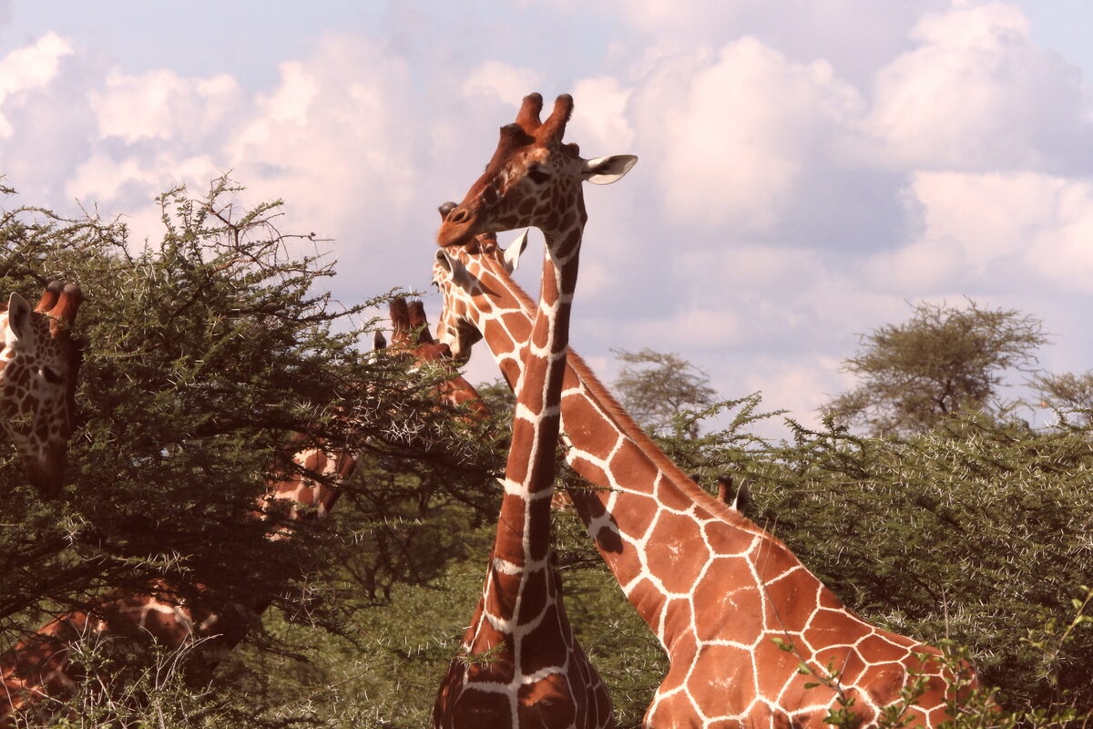 3-Day Samburu Safari — Reticulated Giraffe, Samburu National Reserve 3-Day Samburu Safari — Reticulated Giraffe, Samburu National Reserve