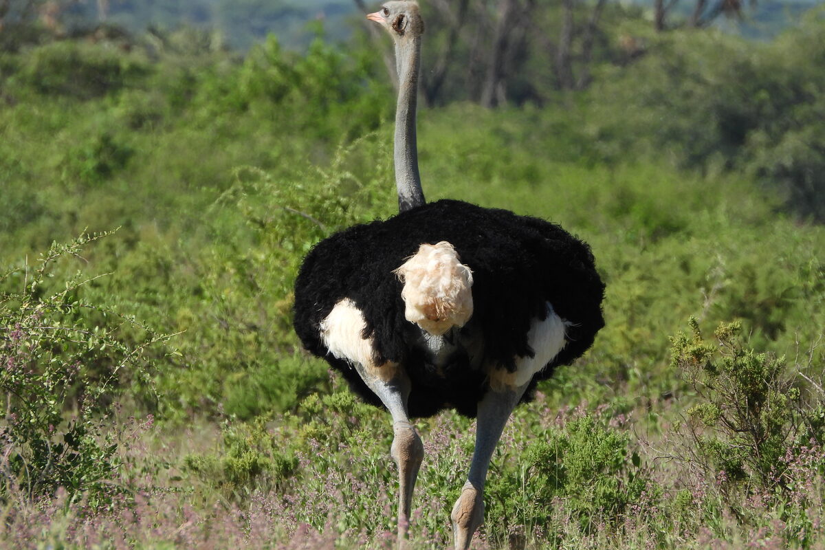3-Day Samburu Safari — Somali Ostrich, Samburu National Reserve 3-Day Samburu Safari — Somali Ostrich, Samburu National Reserve